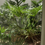 Casa à venda com 3 quartos, sendo 1 suíte, no condomínio Residencial Bouganville, Araraquara - SP