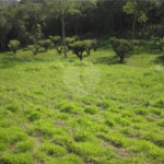 Área de Terra à venda em Porteira Preta, Mogi das Cruzes, SP
