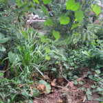 Loteamento à venda em Jardim Amália, São Paulo, SP