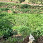 Terreno de 1.150m² no Jardim Gardênia Ideal para Casa de Campo em Atibaia