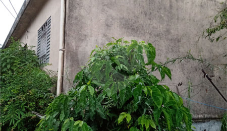 Casa Térrea à venda com 2 suítes em Vila Nova Cachoeirinha, São Paulo, SP