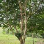 Sítio à venda com 6 quartos, sendo 5 suítes, em Área Rural de Itapetininga, Itapetininga, SP