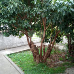 Sobrado à venda com 3 quartos em Vila Maria Alta, São Paulo, SP