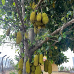 Terreno à venda com 2 quartos no condomínio Reserva do Morro Alto, Jarinu - SP