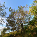 Terreno à venda em Albatroz, Armação dos Búzios, RJ