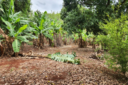 Chácara à venda com 2 quartos em Jardim Califórnia, Araraquara, SP