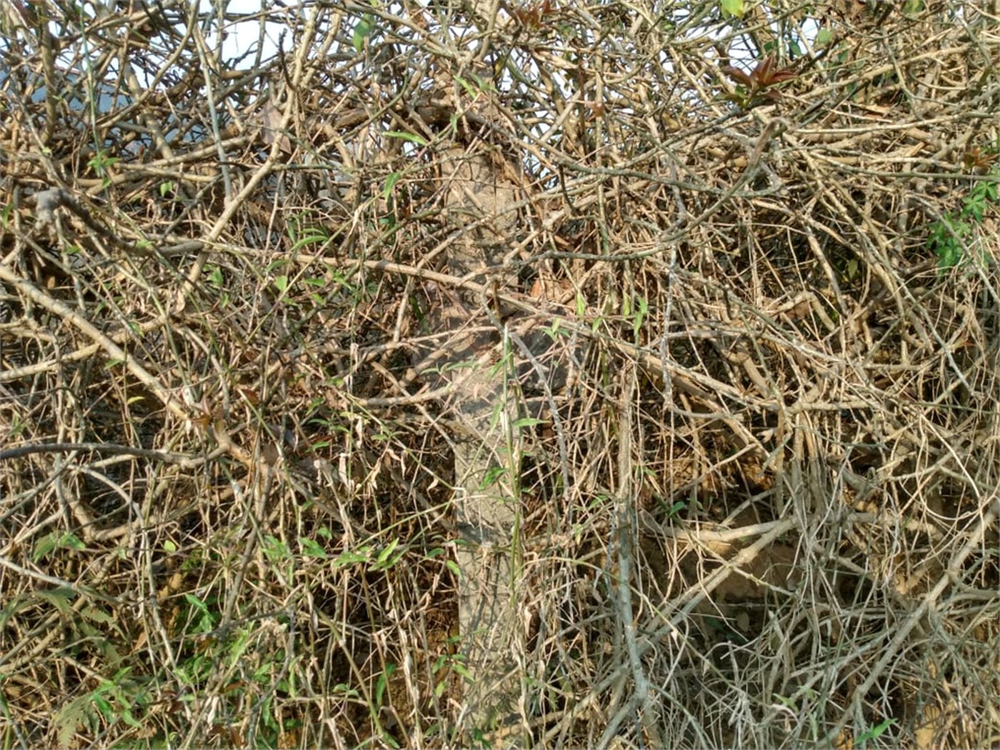 Terreno à venda em Jardim São João (zona Norte), São Paulo, SP