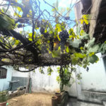 Casa à venda com 5 quartos, sendo 2 suítes, em Jardim Umarizal, São Paulo, SP