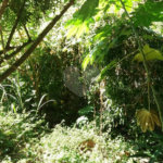 Terreno à venda em Tremembé, São Paulo, SP