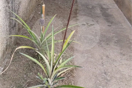 Terreno à venda com 2 quartos em Santana, São Paulo, SP