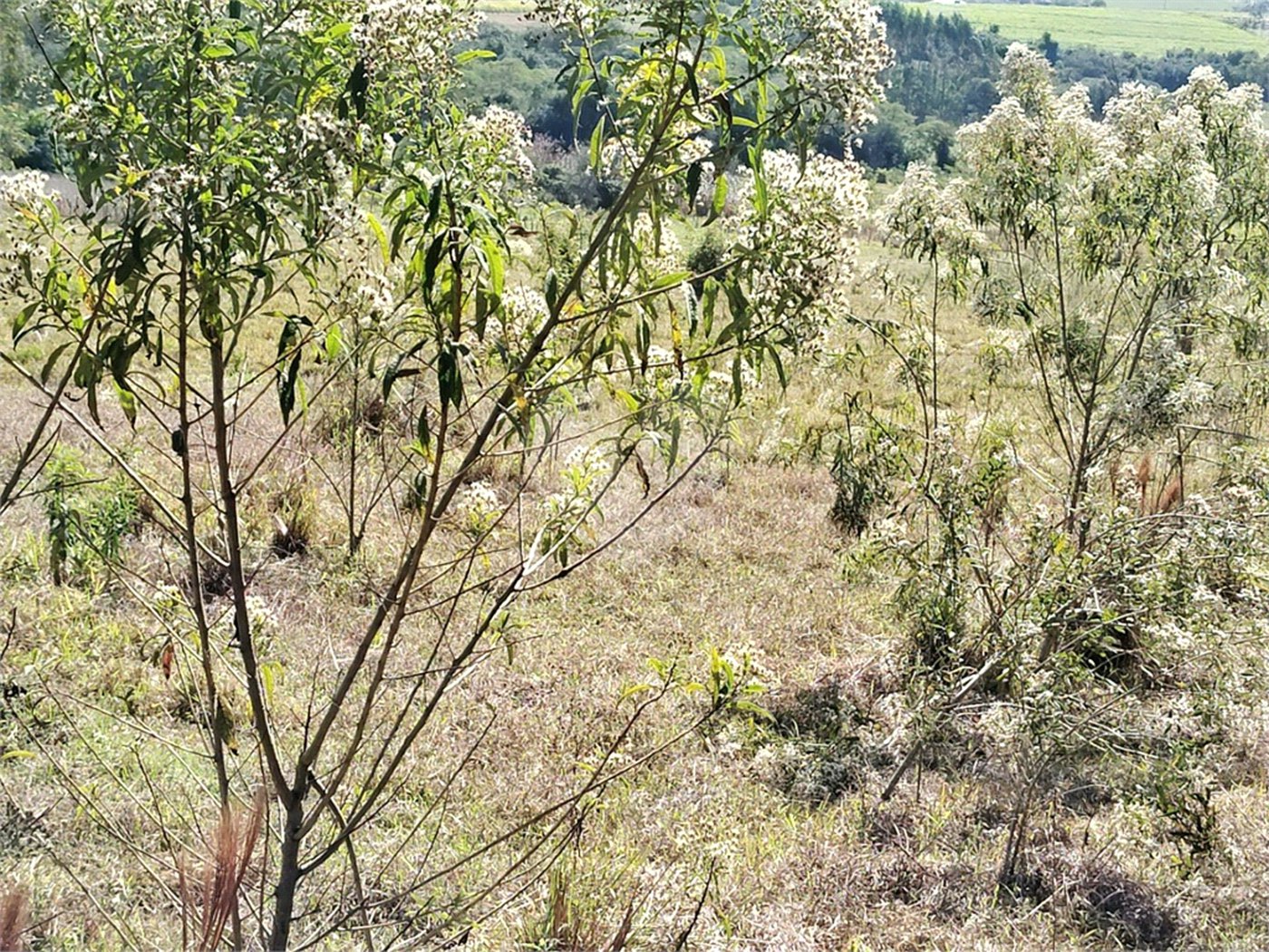 Sítio à venda com 3 quartos, sendo 1 suíte,  em Da Barra, Salto de Pirapora, SP