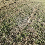Terreno à venda no condomínio Terras de Santa Izabel, Salto - SP