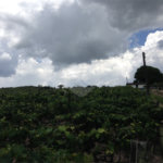 Área de Terra à venda em Colinas do Mosteiro de Itaici, Indaiatuba, SP