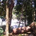Terreno à venda em Vila Albertina, São Paulo, SP