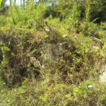 Chácara à venda com 1 quarto em Cruz das Almas, Biritiba-mirim, SP