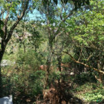 Chácara à venda com 3 quartos, sendo 1 suíte, em Jardim Waldez, Mairinque, SP