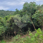 Terreno à venda em Serra da Cantareira, Mairiporã, SP