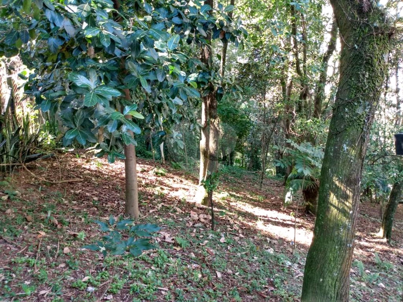Apartamento à venda com 3 quartos em Casa Verde, São Paulo, SP