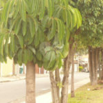 Terreno à venda em Vila Isolina Mazzei, São Paulo, SP