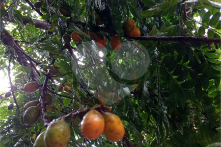 Chácara no Aracê de Santo Antônio, ótima oportunidade de negócio