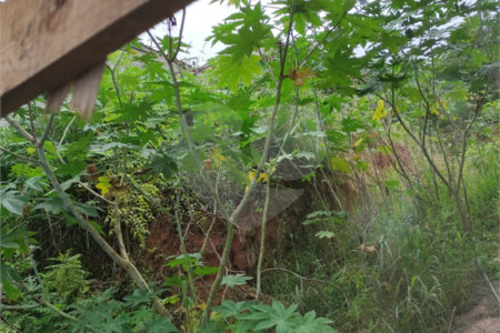 Terreno à venda em Chora Menino, São Paulo, SP