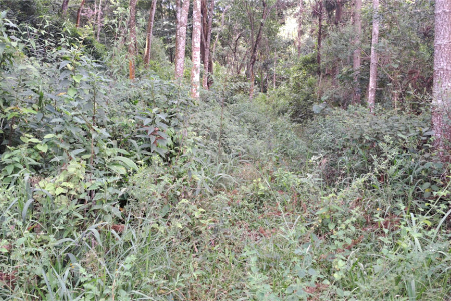 Terreno à venda em Serra da Cantareira, Mairiporã, SP