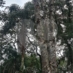 Condomínio à venda em Serra da Cantareira, Mairiporã, SP