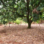 Chácara à venda com 2 quartos em Jardim Califórnia, Araraquara, SP