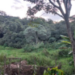 Apartamento para alugar com 2 quartos em Jardim da Glória, Cotia, SP