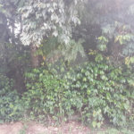 Terreno à venda em Serra da Cantareira, Mairiporã, SP