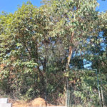 Terreno à venda em Jardim Peri, São Paulo, SP
