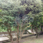 Chácara à venda com 3 quartos, sendo 1 suíte,  em Conjunto Habitacional Brás Cubas, Mogi das Cruzes, SP