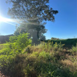Terreno à venda em Pedro Juan Caballero, Amambay