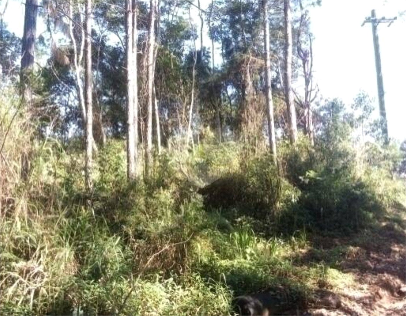 Terreno à venda em Estância Angelina, Suzano, SP
