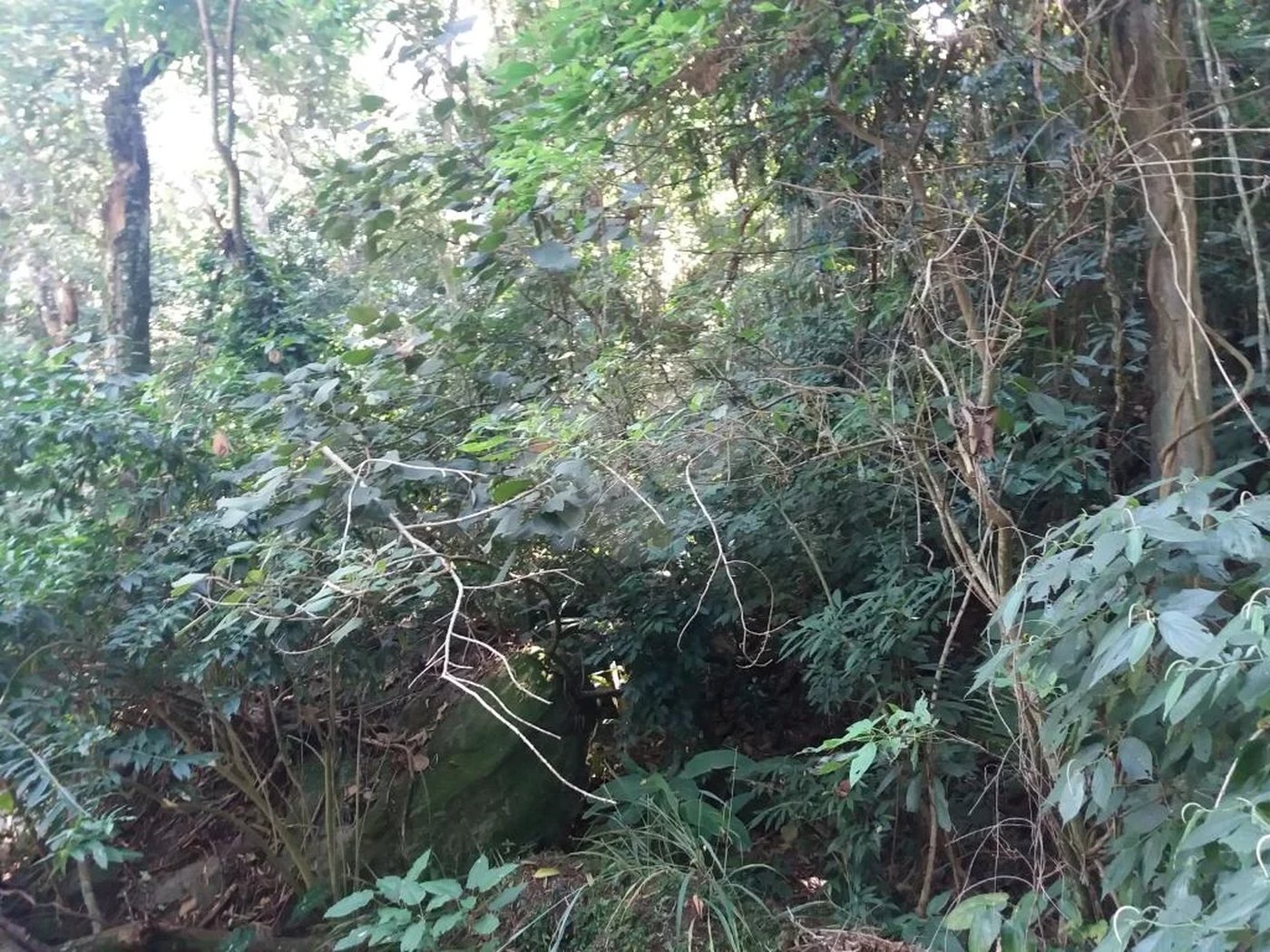 Terreno à venda em Tucuruvi, São Paulo, SP