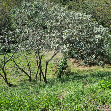 Terreno à venda em Bosque, Vinhedo, SP