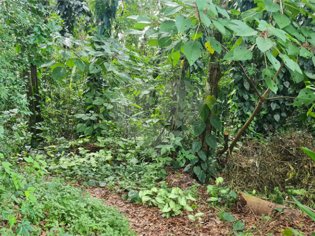 Terreno à venda em Caraguatá, Mairiporã, SP