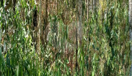 Terreno à venda em Remédios, Mairiporã, SP