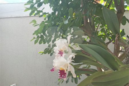 Casa à venda com 3 quartos, sendo 1 suíte, em Jardim Esplanada Ii, Indaiatuba, SP