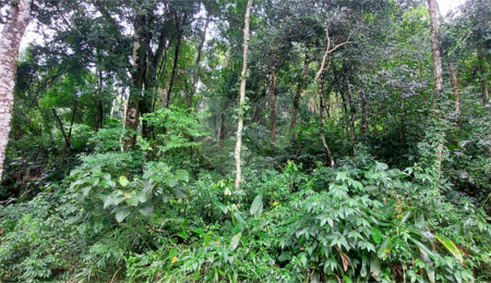 Condomínio à venda em Serra da Cantareira, Mairiporã, SP