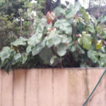 Terreno à venda com 4 quartos, sendo 1 suíte, em Santa Teresinha, São Paulo, SP