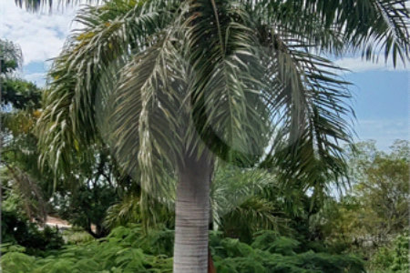 Chácara à venda com 3 quartos, sendo 1 suíte, em Chácara Flórida, Itu, SP
