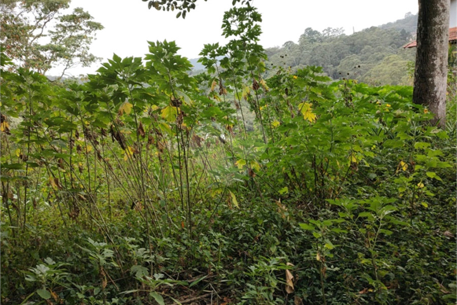 Terreno à venda em Barro Branco (zona Norte), São Paulo, SP