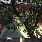 Sobrado à venda com 3 quartos em Mandaqui, São Paulo, SP