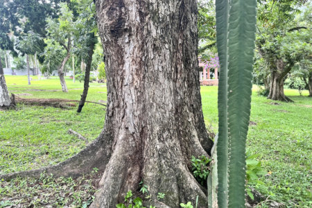 Terreno à venda em Loteamento Terras de São Pedro e São Paulo, Salto, SP