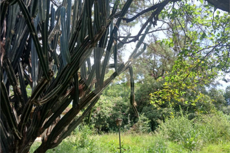 Terreno à venda em Jardim Patriarca, Ribeirão Preto, SP