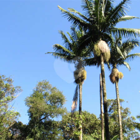 Terreno à venda no condomínio Chácara Flora, São Paulo - SP