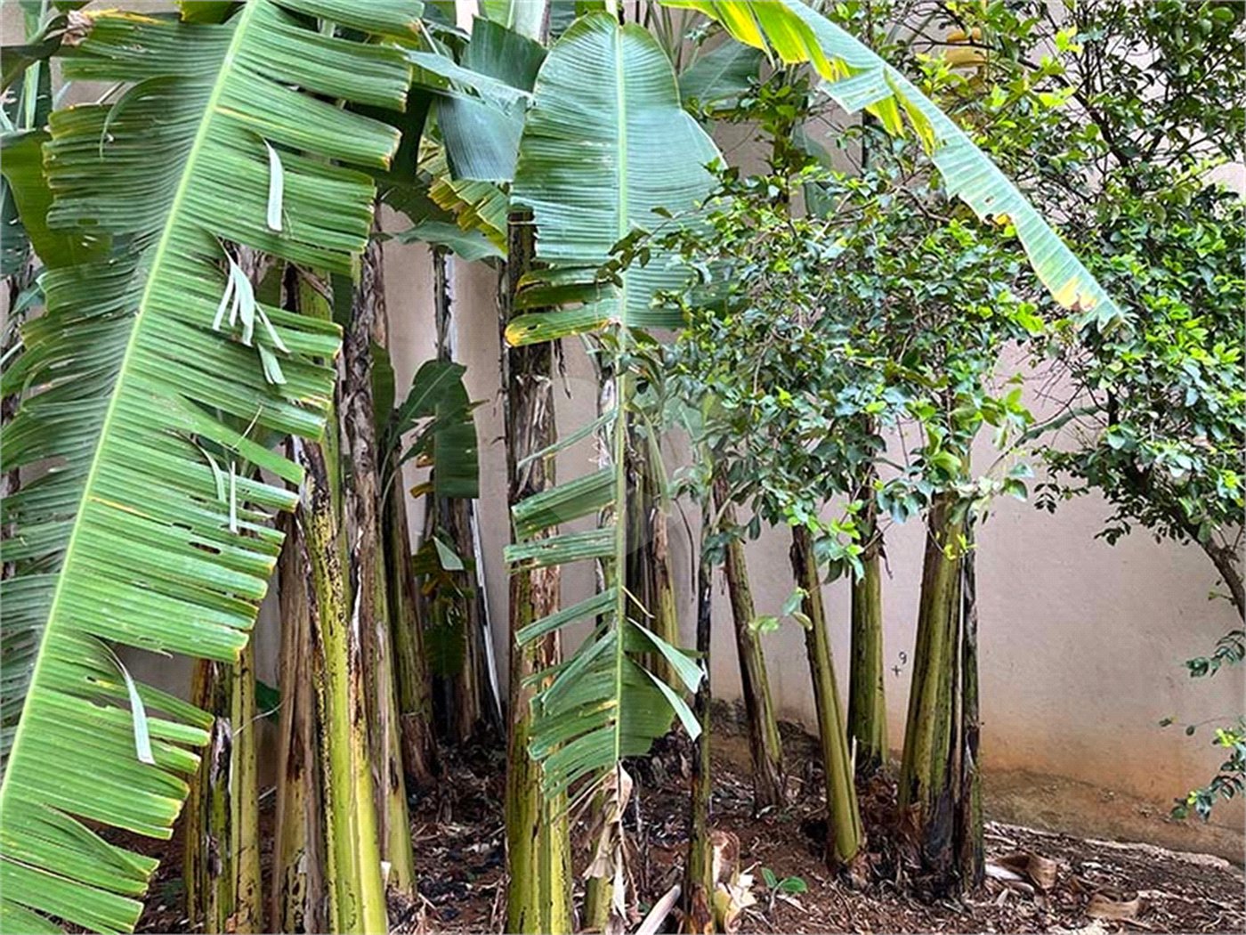 Terreno à venda em Santana, São Paulo, SP