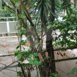 Sobrado à venda com 3 quartos, sendo 1 suíte, em Jabaquara, São Paulo, SP