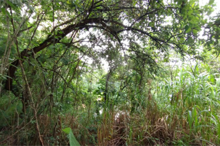 Terreno à venda em Vila Suzana, São Paulo, SP